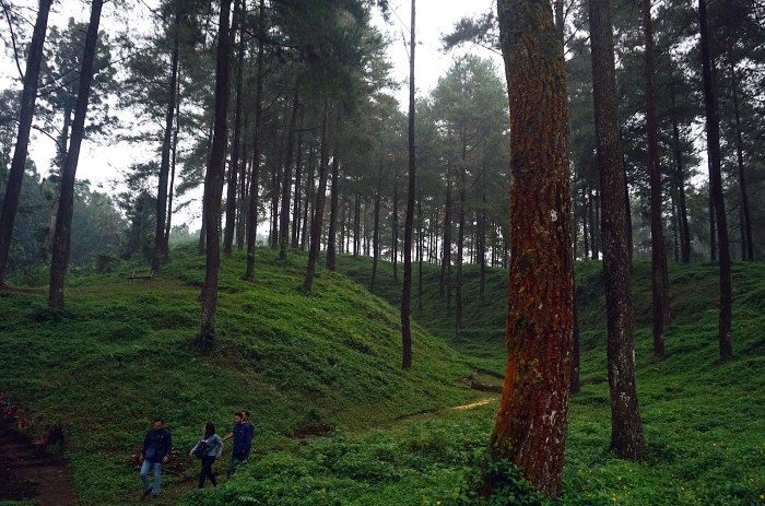 Hutan pinus