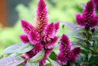 Celosia