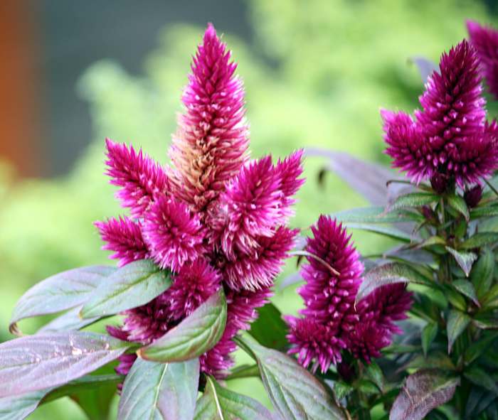 Celosia