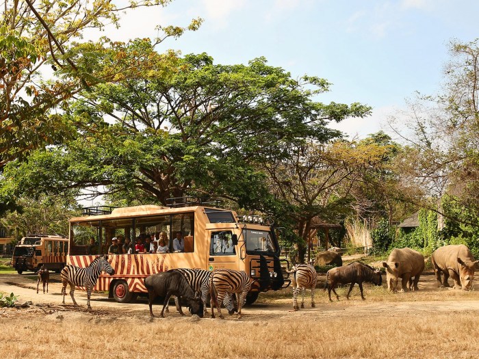 Bali safari