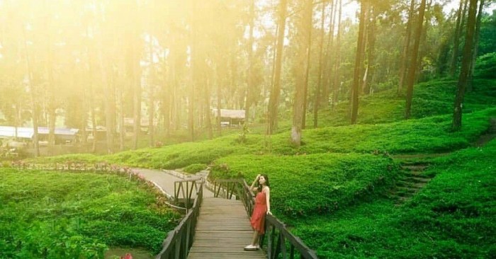 Hutan pinus limpakuwus