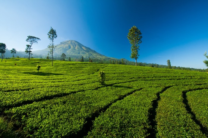 Kebun teh tambi