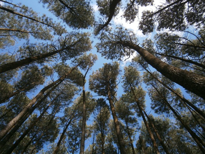 Hutan pinus