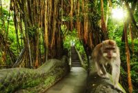 Monkey forest bali