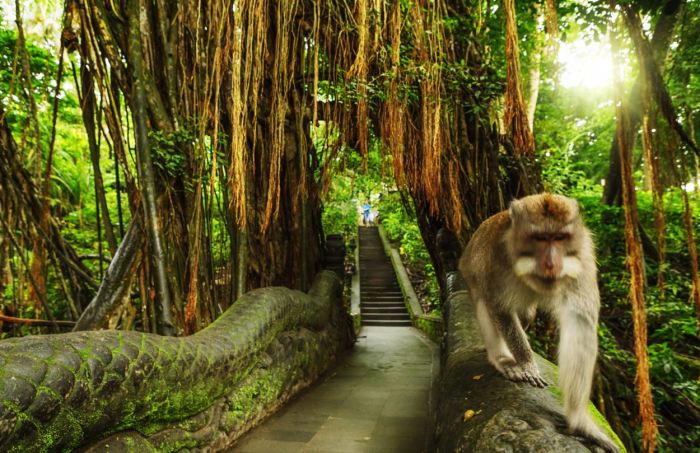 Monkey forest bali