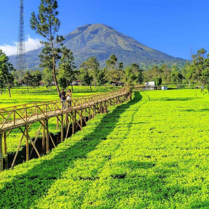 Kebun teh tambi