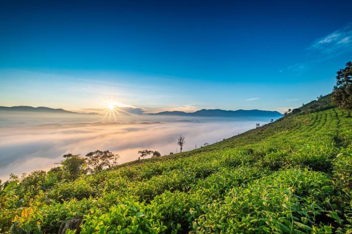 Kebun teh kemuning