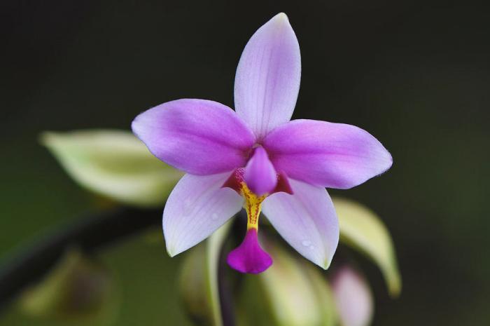 Orchid Forest: Hutan Eksotis Penuh Pesona Anggrek - Ayuk Jalan