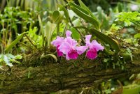 Orchid forest