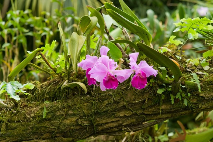 Orchid forest