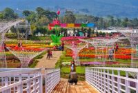 Taman bunga celosia