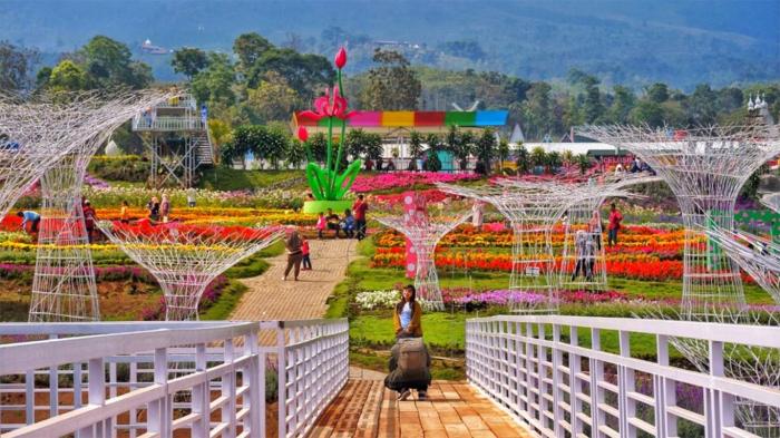 Taman bunga celosia