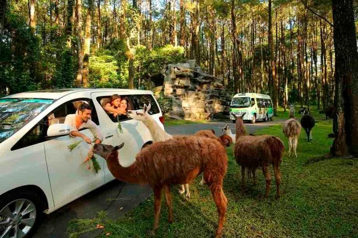 Prigen pasuruan gajah pertunjukan